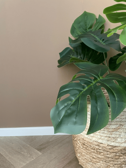 Plant Plant